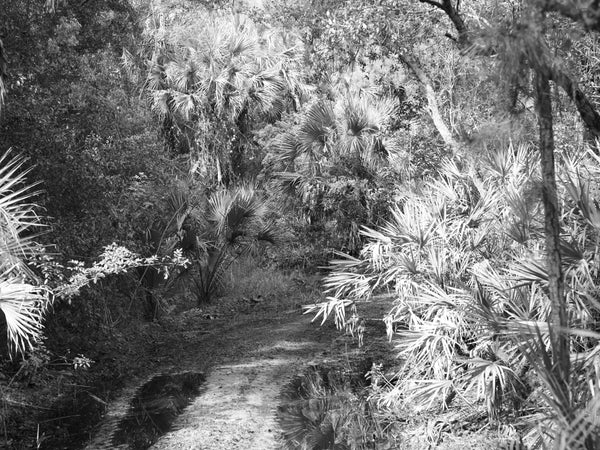 In the woods